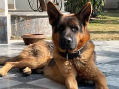 German shepherd