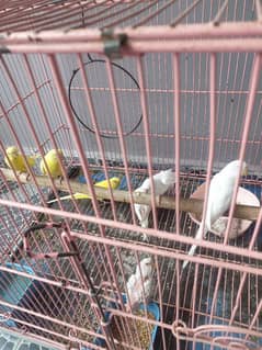 Australian parrots