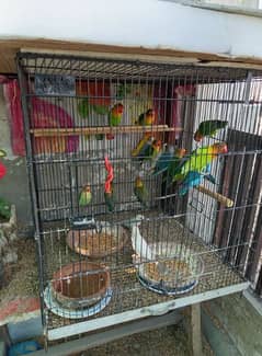 Fisher mix birds