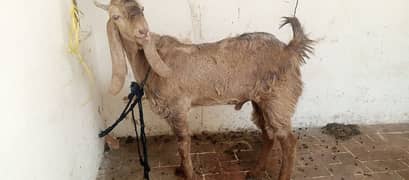 dhunda Bakra argent sale