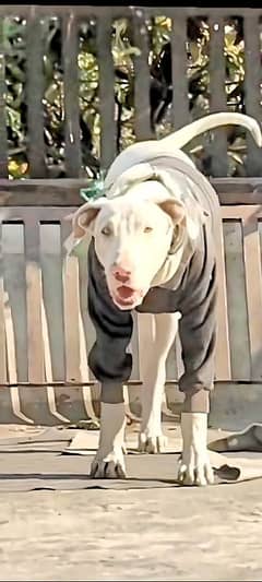 Bully gultair male for sale