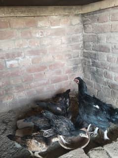 Aseel Chicks 6 or murgi