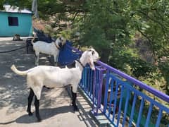 qurbani jnwwr