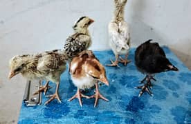 Aseel chicks