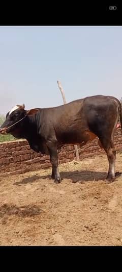 Qurbani ka Lia Janvar Dastayab ha