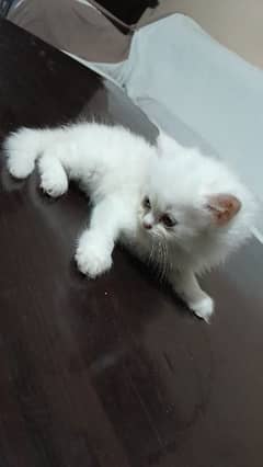 Kitten one month Home cat