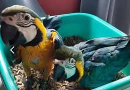blue macaw parrot chick 03291940713