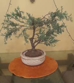 Bonsai