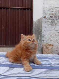 6 kittens 2 months old