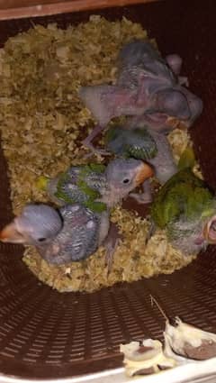 Raw parrots chicks for sale