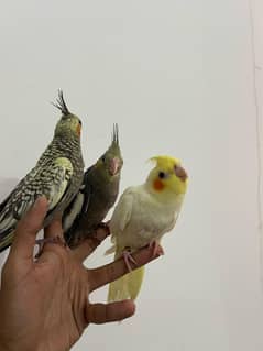 Handtamed Cocktails For Sale