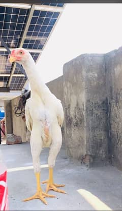 white o shamo male
