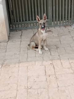 for sale