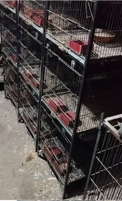 4 breeding cages available