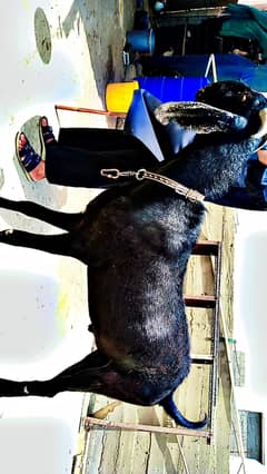 Beetal Bakra and gulabi bakri for sale