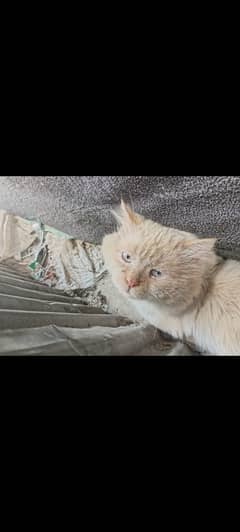 Persian Cat for sale Abbottabad