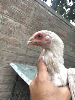 heera aseel chicks age 3.5 months