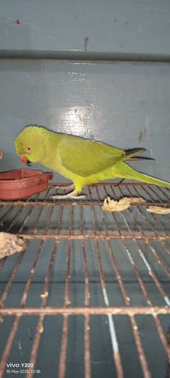 talking male gareen ring nick parrot age 10 month