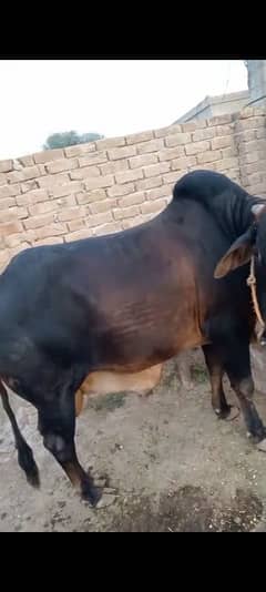 4 bufalo