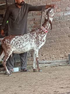 Makkhi