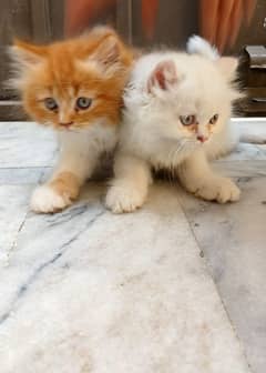 Persian kittens pair