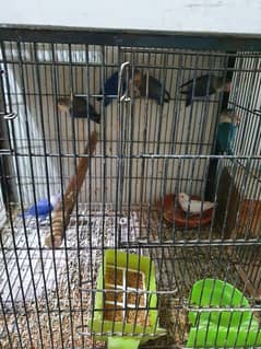 lovebird green possible split palefellow pathay