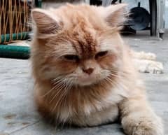 beautiful, healthy and active male cat