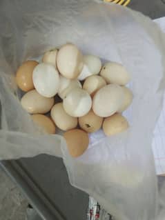 دیسی مصری انڈے پیور
