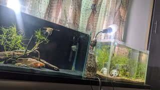 2 aquariums for sale planted and black sand aquarium