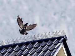 Bird Spikes Barrier PEST Control Solutions In Pakistan