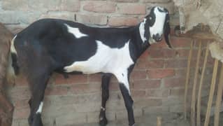 3 desi bakrey