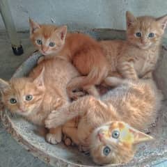 Persian cat pair (2)