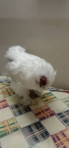 silkie for sale