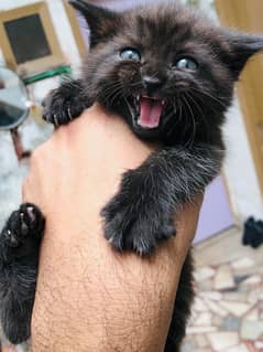 PERSIAN SIAMESE CROSS (Grey~Black~Brownish) 2/6 Kittens left