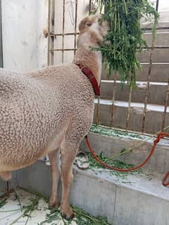 khara