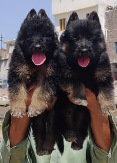 German shepherd puppies for sale / puppy / GSD pup / Long Coat puppy