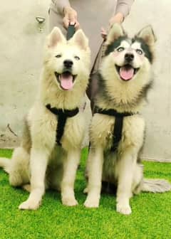 Siberian