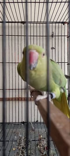 Green parrot