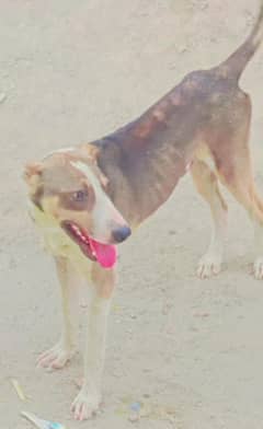 Alabai dog | King Alabai pair | security dog for sale | Alabai Breed
