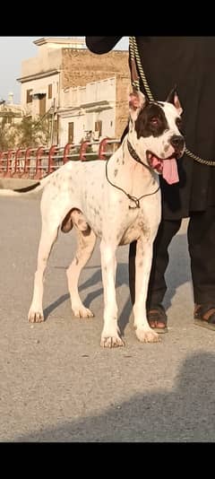 Bully Gultair / Bully Dog / Bully Gultair  Male Dog For Sale