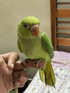 Ringneck