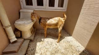 Tapri Bakri