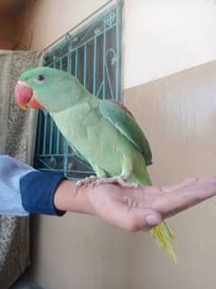 raw parrot