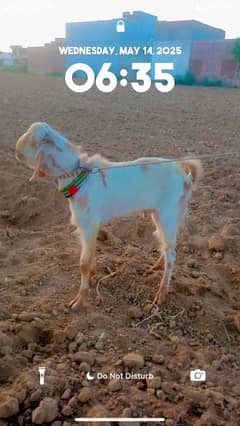 active Bakra for sale 2dant wait 35kg