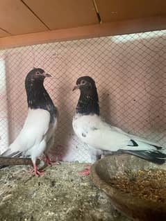6 breeder Highflyer pigeons pair available outclass quality .