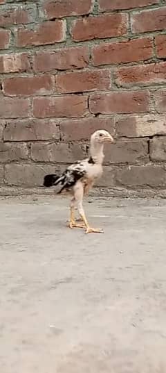 Aseel Chick