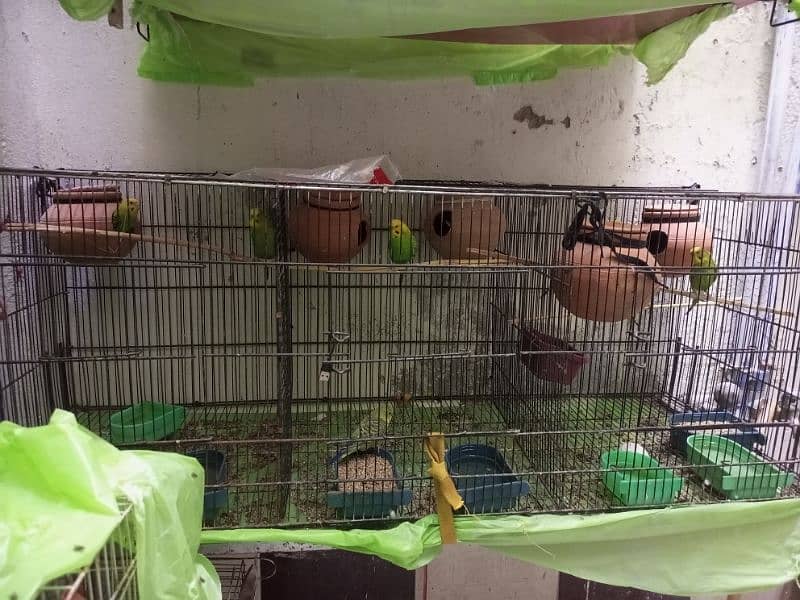 10 breeder pairs for sale 0