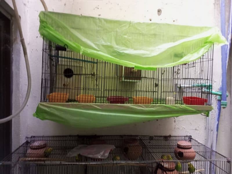10 breeder pairs for sale 1