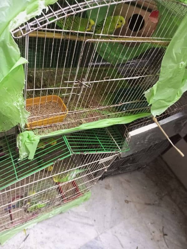 10 breeder pairs for sale 2