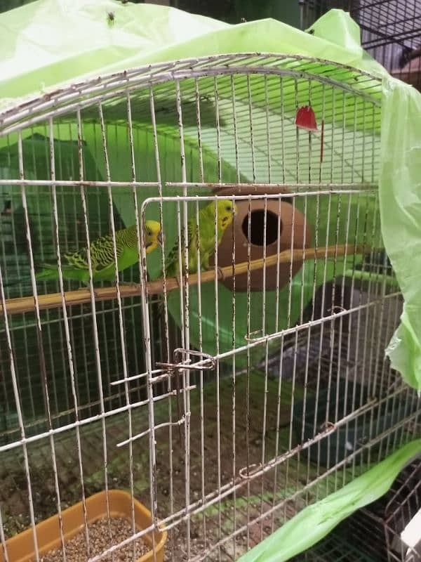 10 breeder pairs for sale 3
